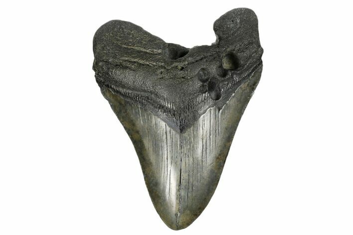 4.37" Fossil Megalodon Tooth - South Carolina